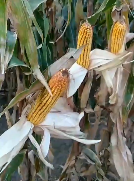 ͑